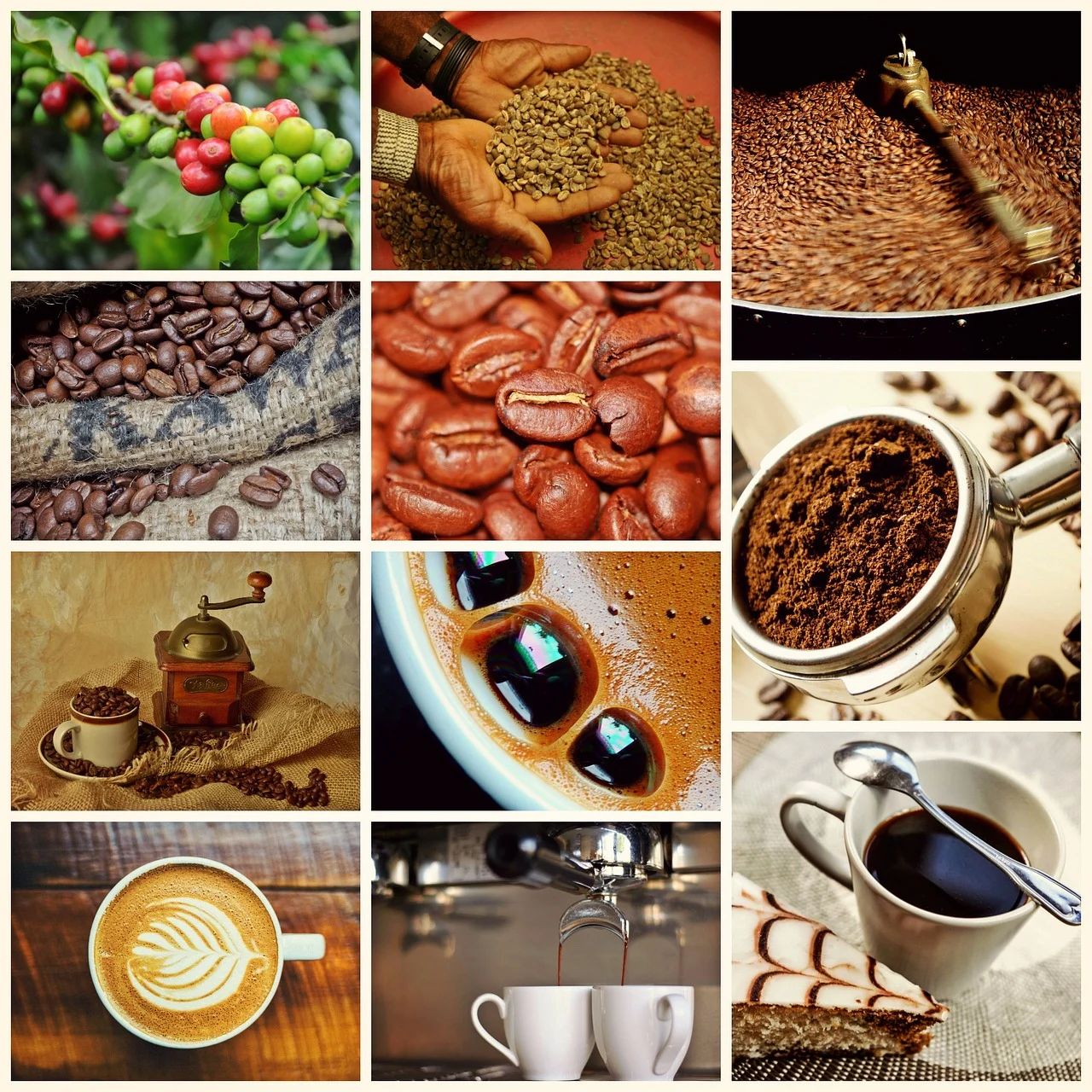 «Café Orgánico vs Café de Comercio Justo: Diferencias Claves»